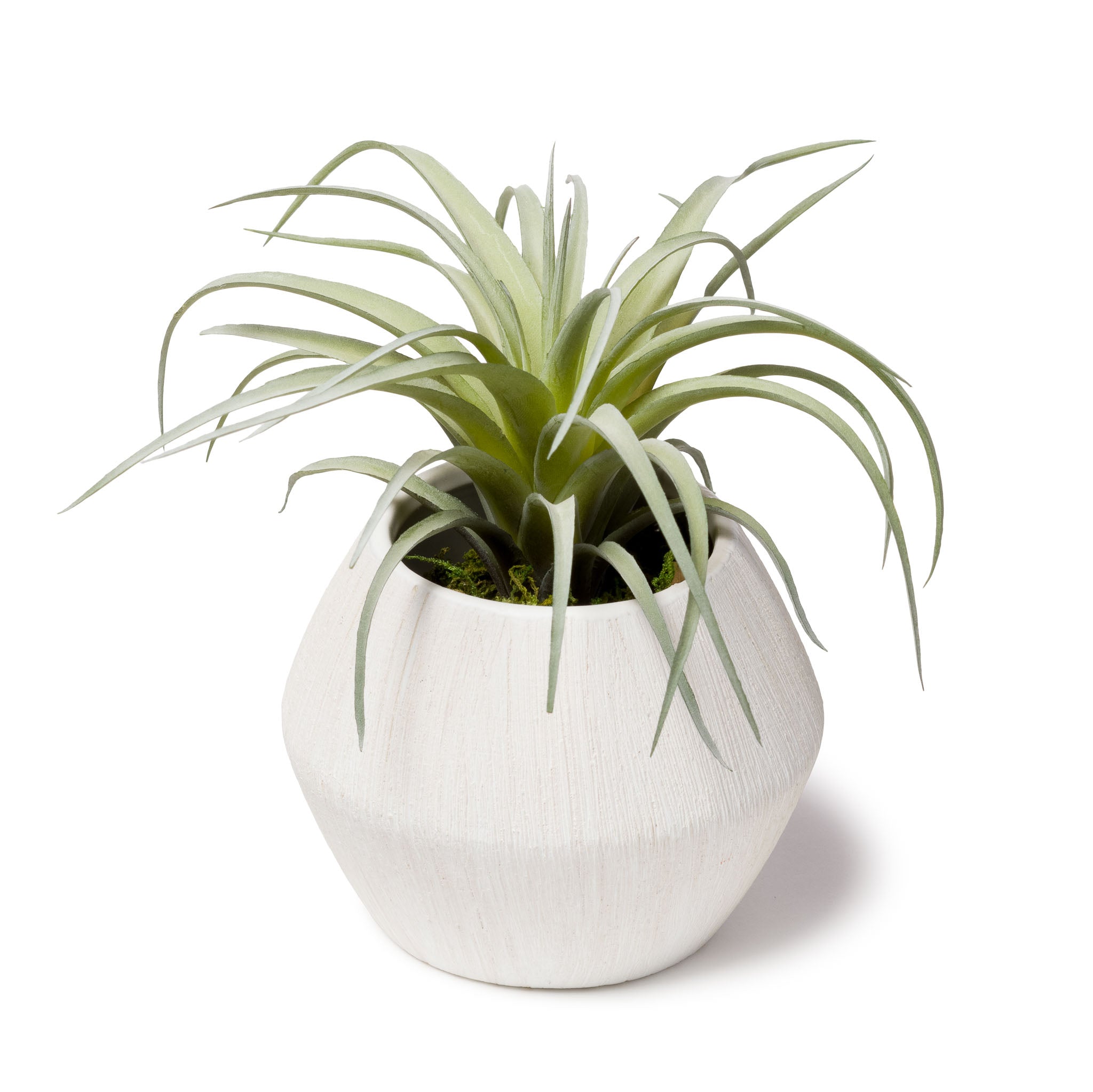 potted air plants Faux Tillandsia Potted in Textured White Vase - Air Plant