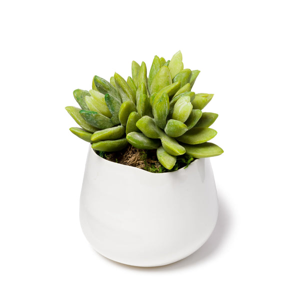 Faux Sedum Succulent Potted in White Vase - Lifelike Plant - Marmeda