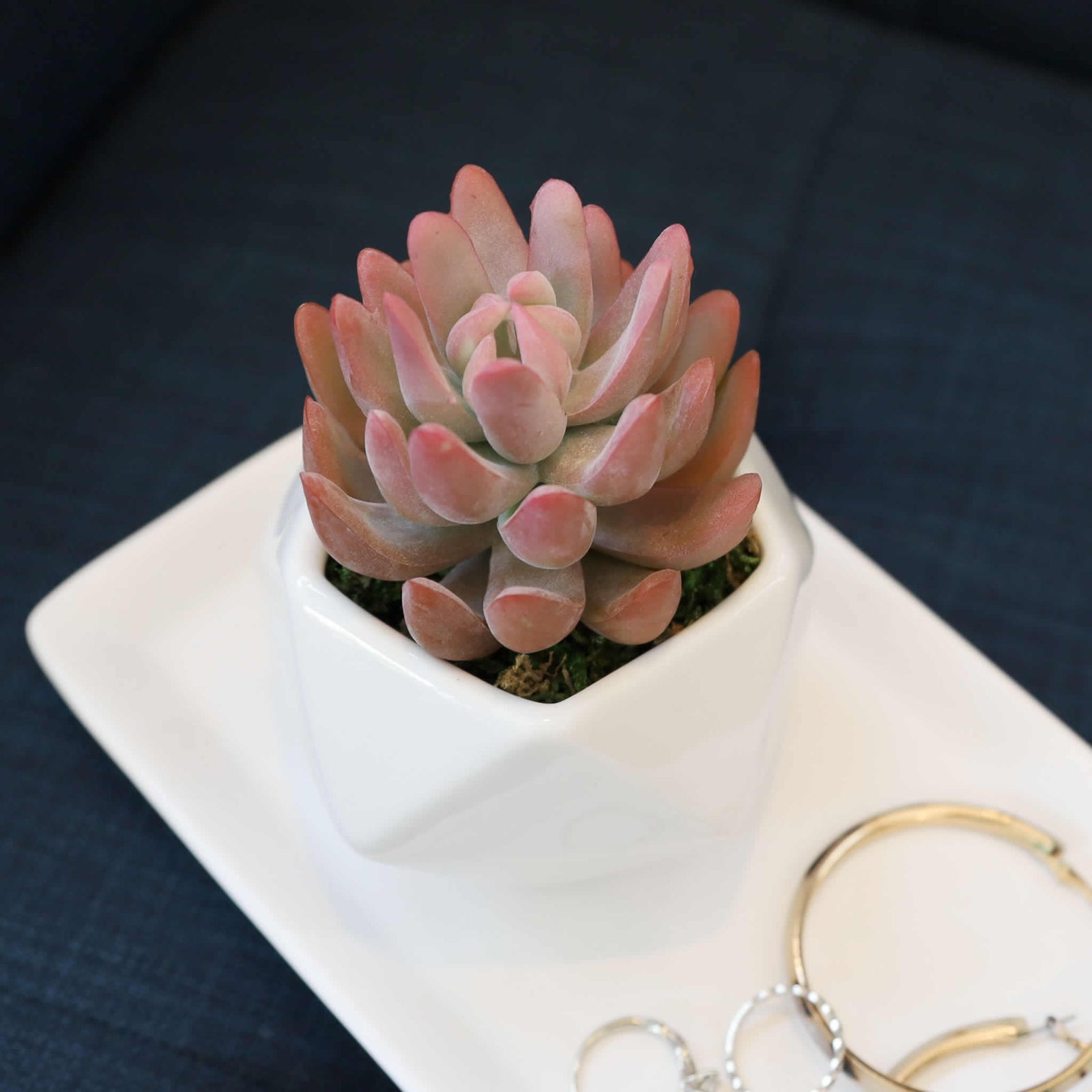 M✧succulent ·͜· ︎︎ᕷ Faux Pink Echeveria Succulent Potted in White Geometric Vase