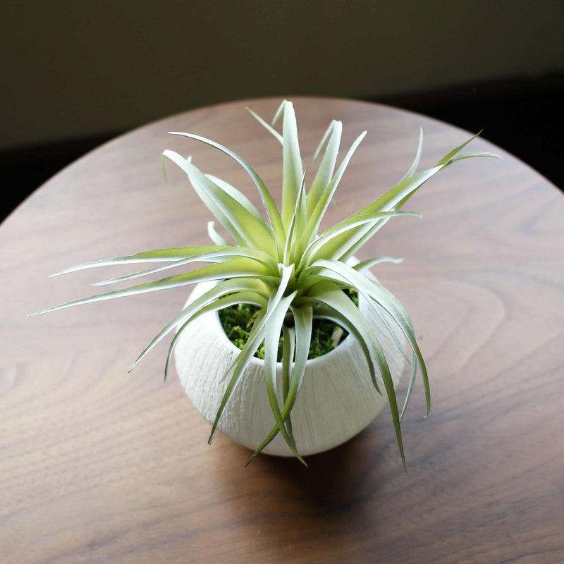 faux air plants Faux Tillandsia Potted in Textured White Vase - Air Plant